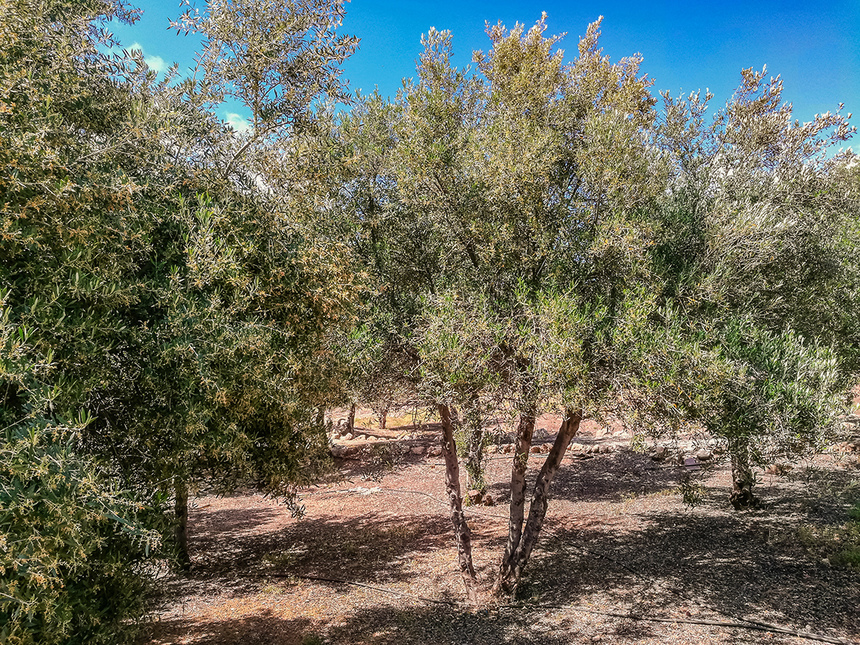 В мае на Кипре в цвету оливковые деревья! : фото 27