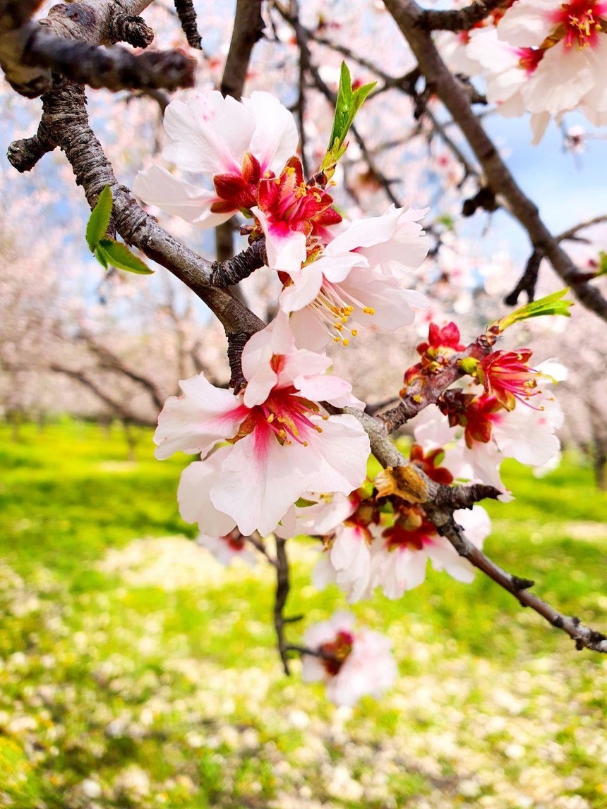 На Кипре в разгаре волшебное и фантастически красивое время цветения миндаля: фото 17