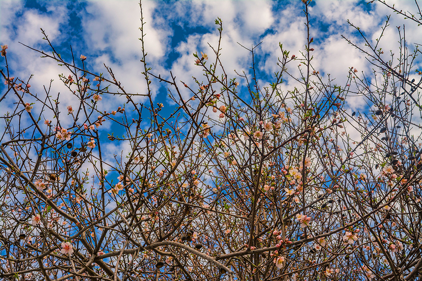Цветение миндаля на Кипре — признак наступающей весны! : фото 30