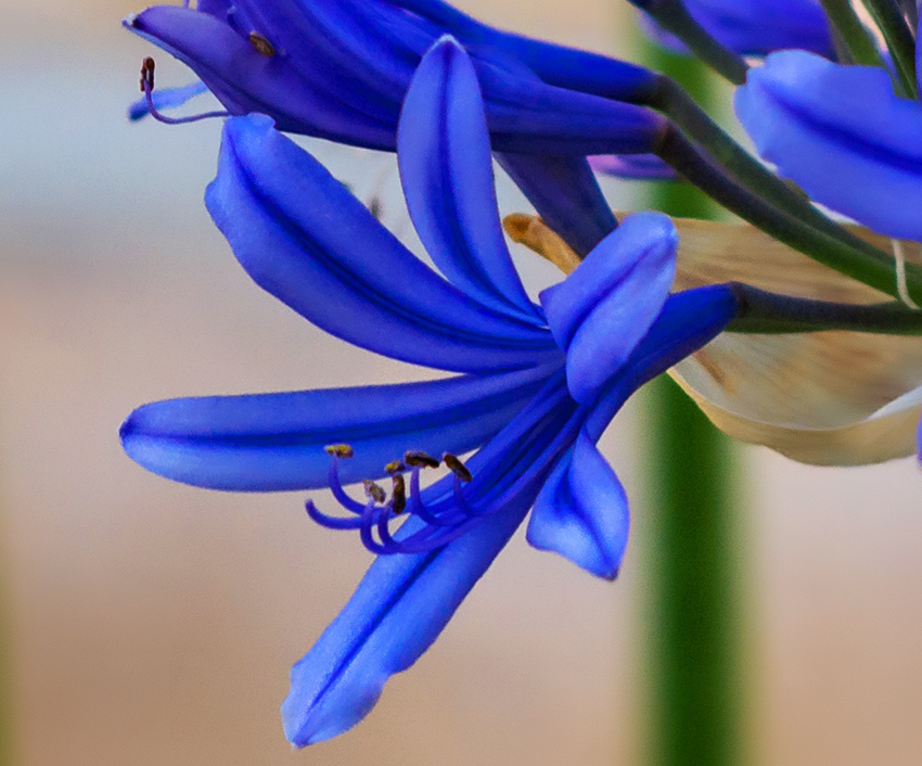 Великолепный агапантус — кипрский цветок любви: фото 9