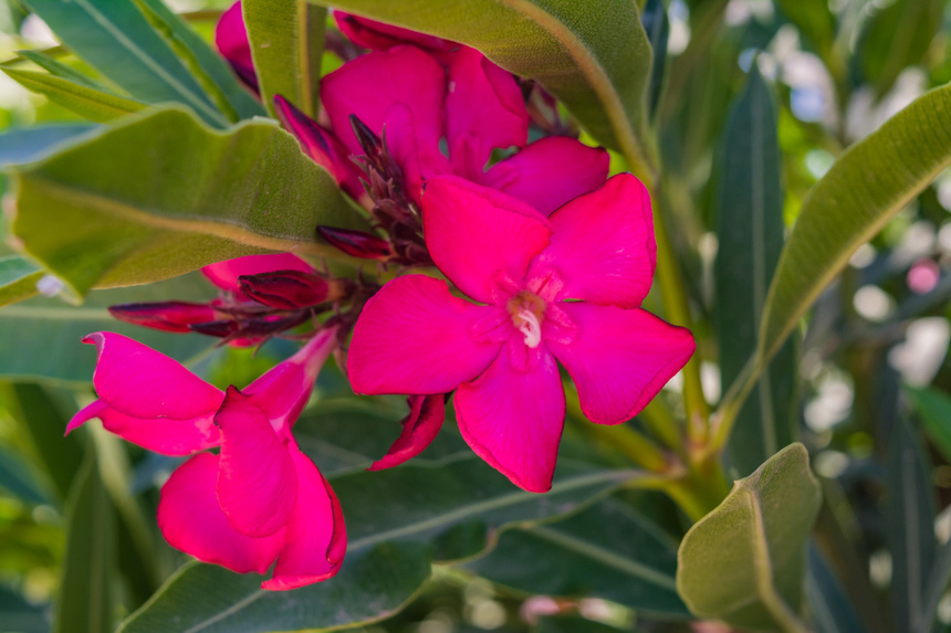 Олеандр — кипрский цветок-загадка: фото 11
