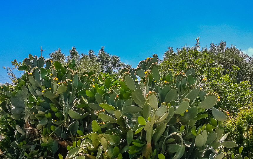 На Кипре цветет вкусный кактус опунция! Пробовали?: фото 14