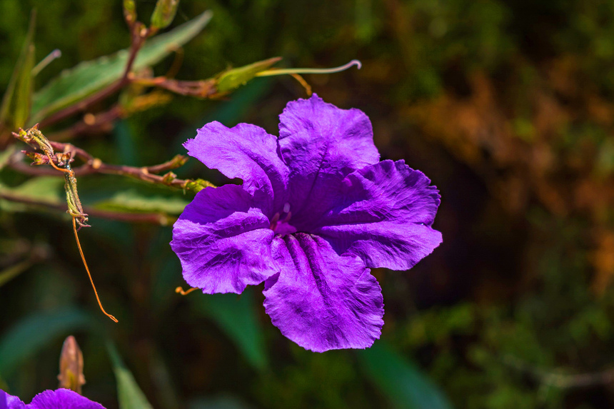 Кипрская руэллия с декоративными бархатистыми цветами: фото 3