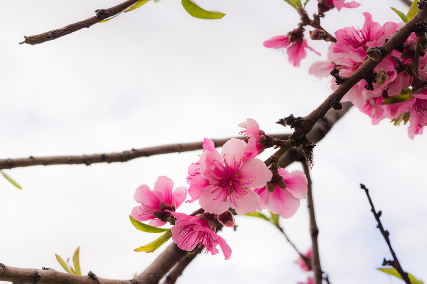 Сказочное цветение персиковых деревьев на Кипре!: фото 8