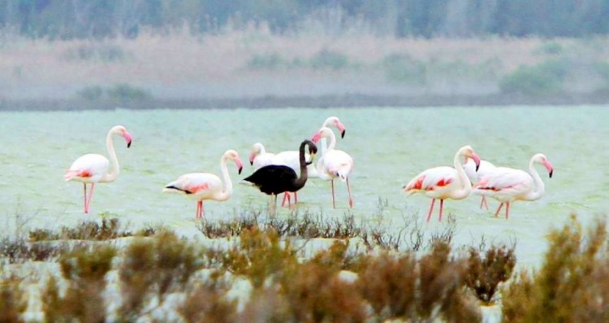 Птицы цвета заката: розовые фламинго на Кипре: фото 4