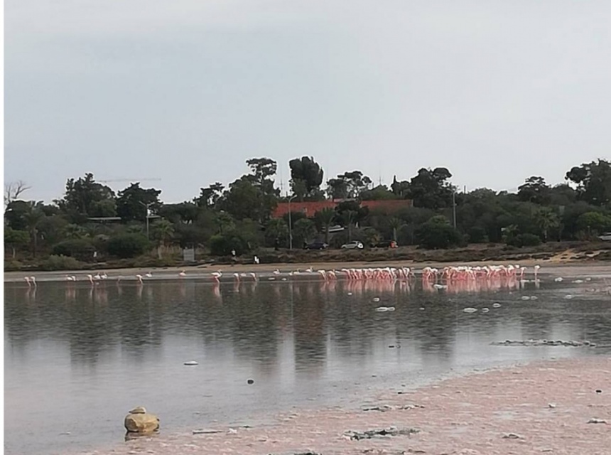 На соленое озеро Алики в Ларнаке прилетели фламинго (фото и видео): фото 3