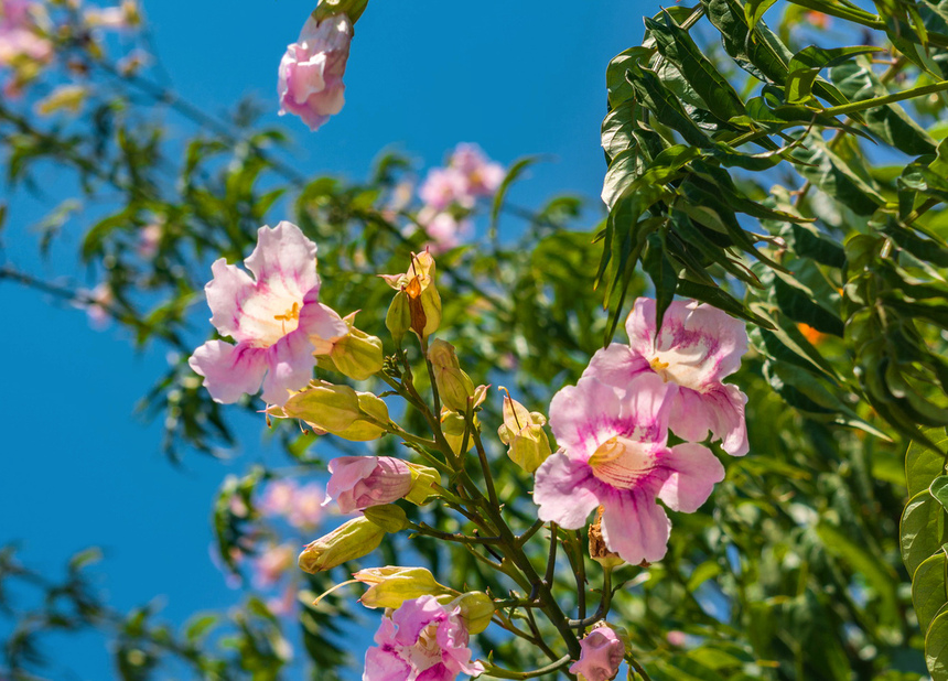 Подранея Рикасоля - кипрская лиана с розовыми колокольчиками: фото 14