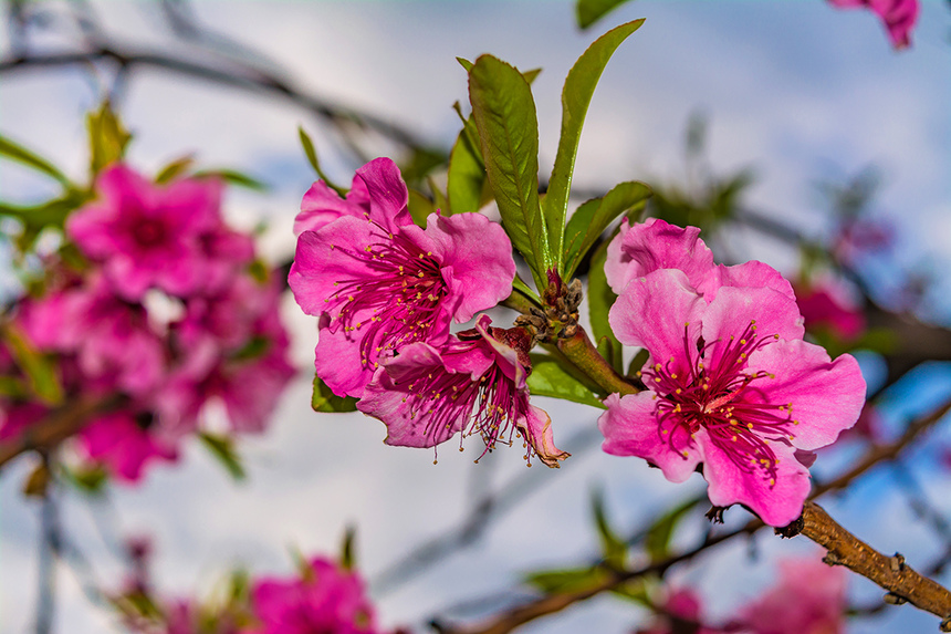 Сказочное цветение персиковых деревьев на Кипре!: фото 16