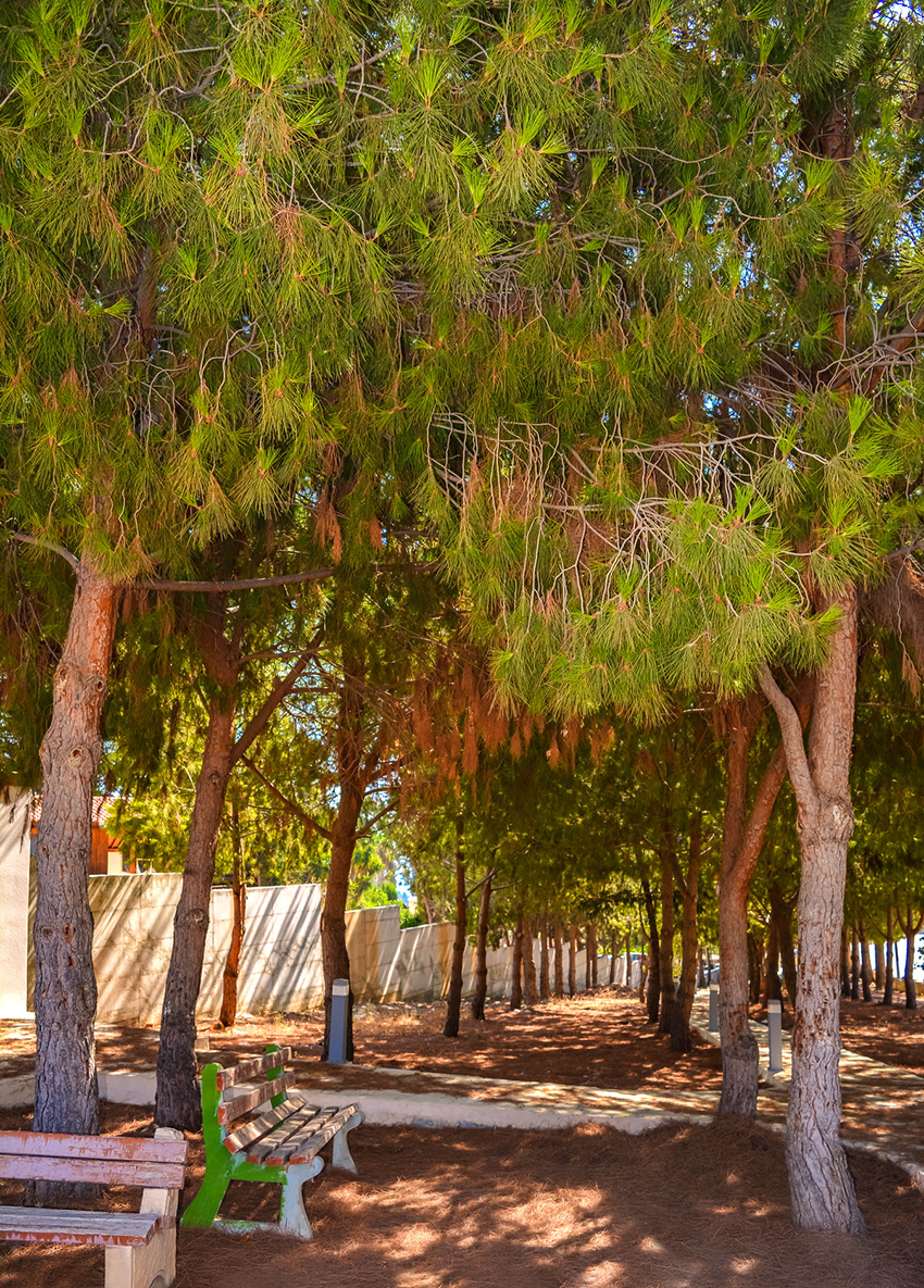 Отдых в тени кипрской сосны: парк с красочной детской площадкой в деревне Куклия на Кипре: фото 37