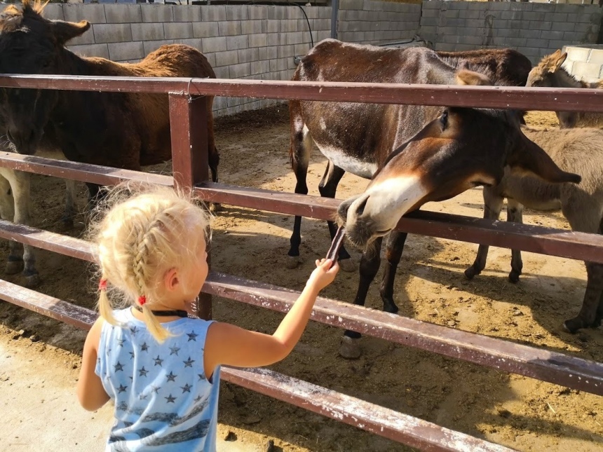 Путешествие на кипрскую ослиную ферму Golden Dоnkeys Farm: фото 12