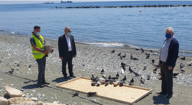 Мэр Лимассола обещал позаботиться о голубях: фото 4