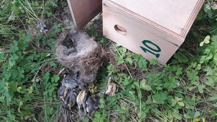 Некто разорил гнезда и убил птенцов в парке Академия в Никосии (фото): фото 3