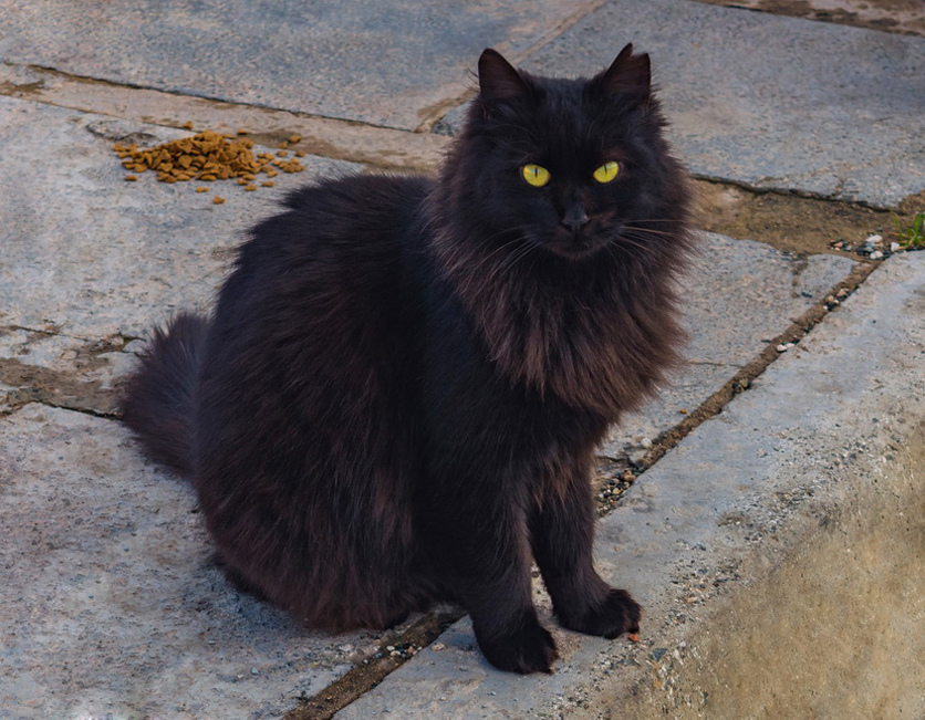 Пушистое чудо: кипрские кошки, которые не оставят равнодушным абсолютно никого!: фото 26