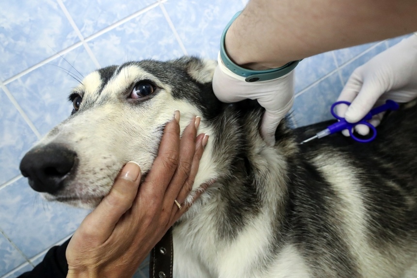 Правительство Кипра продлило программу микрочипирования собак: фото 2