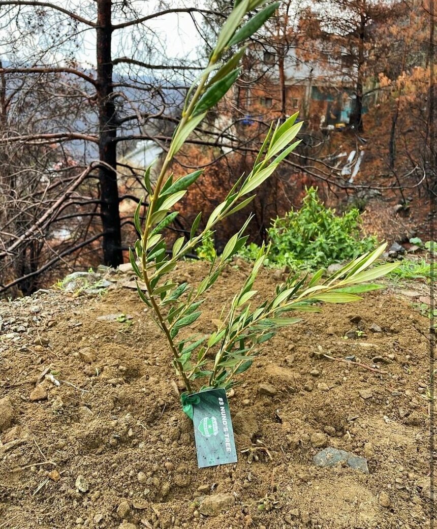 Футболисты и болельщики кипрского «Ариса» посадили деревья на месте лесных пожаров : фото 5