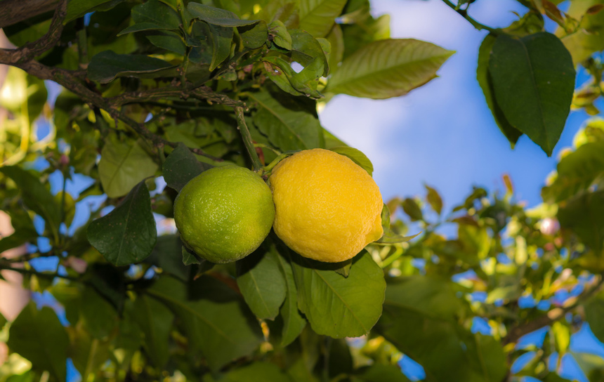 Лимон - фаворит кухни Кипра!: фото 11