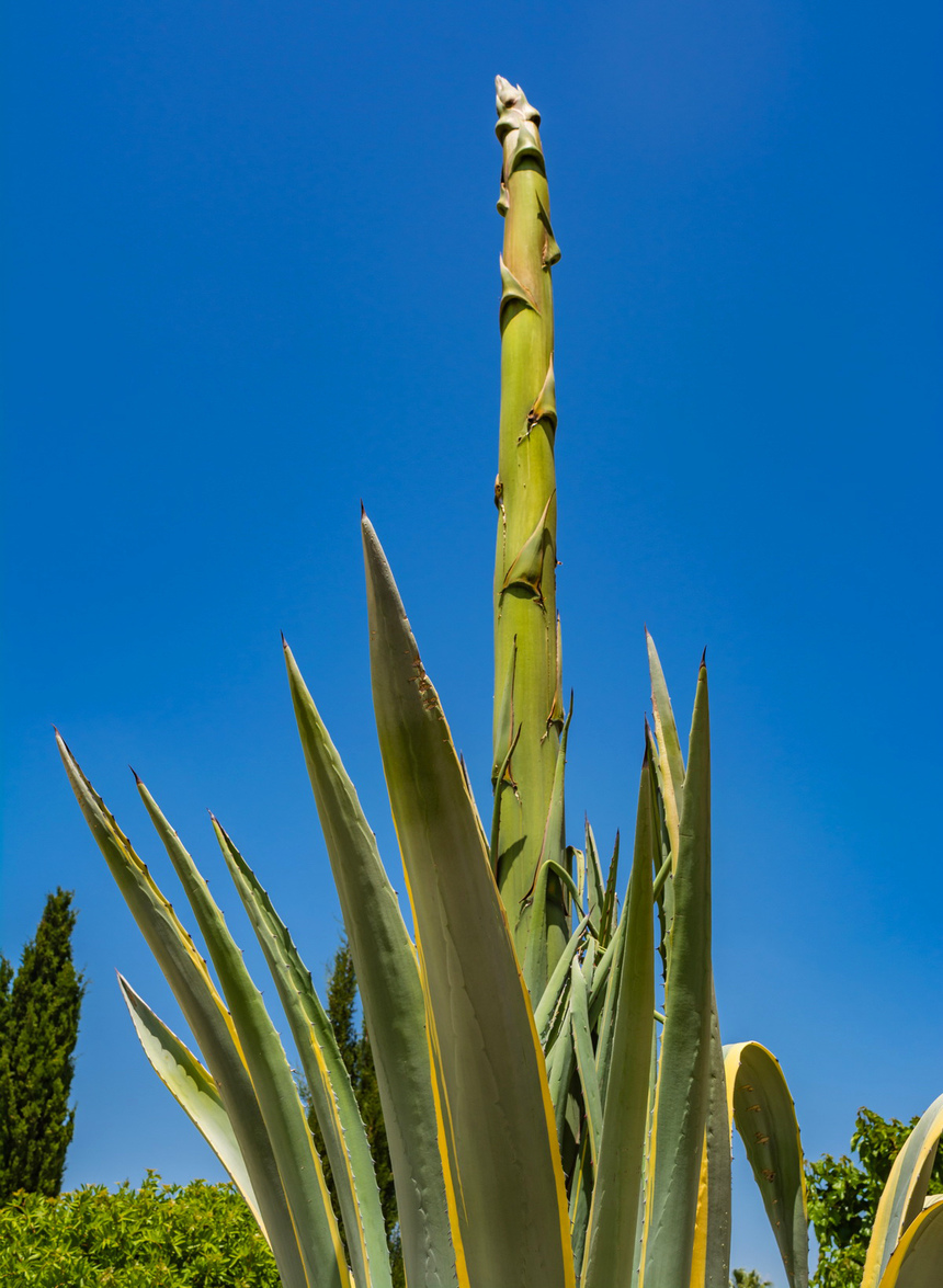 Агава — чрезвычайно полезное и уникальное кипрское растение: фото 29