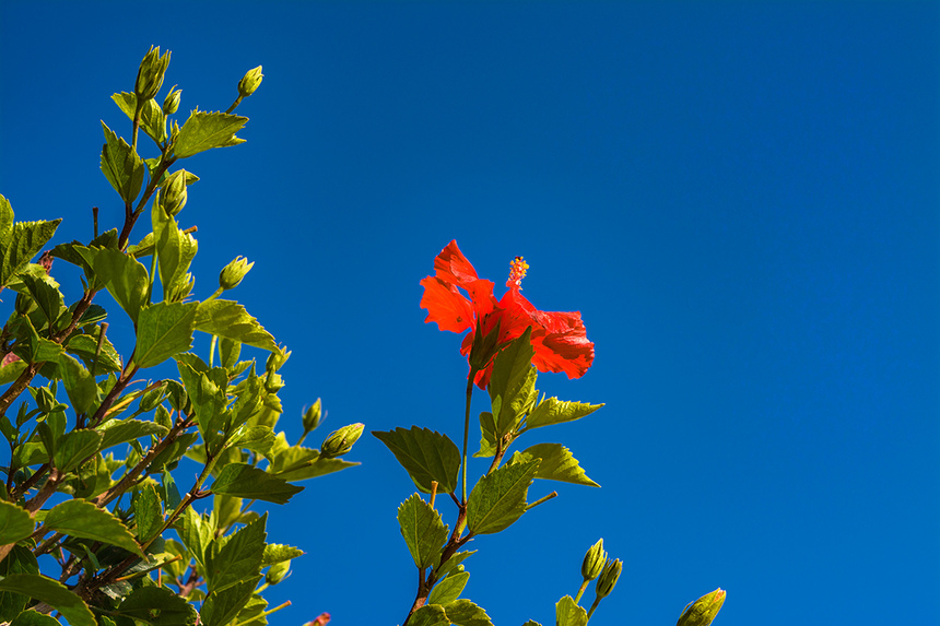 Красочные цветущие кипрские гибискусы : фото 26