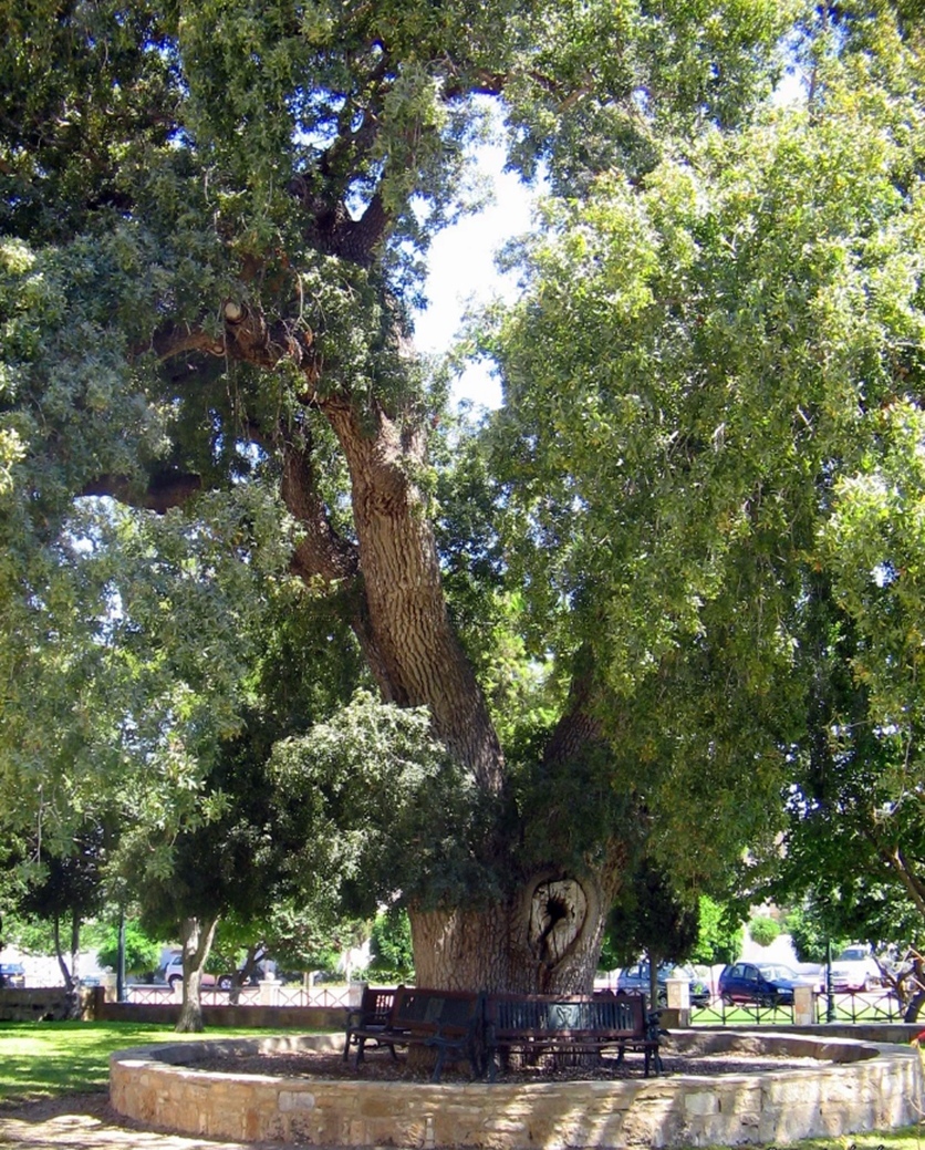 Терпентинное дерево в Кити