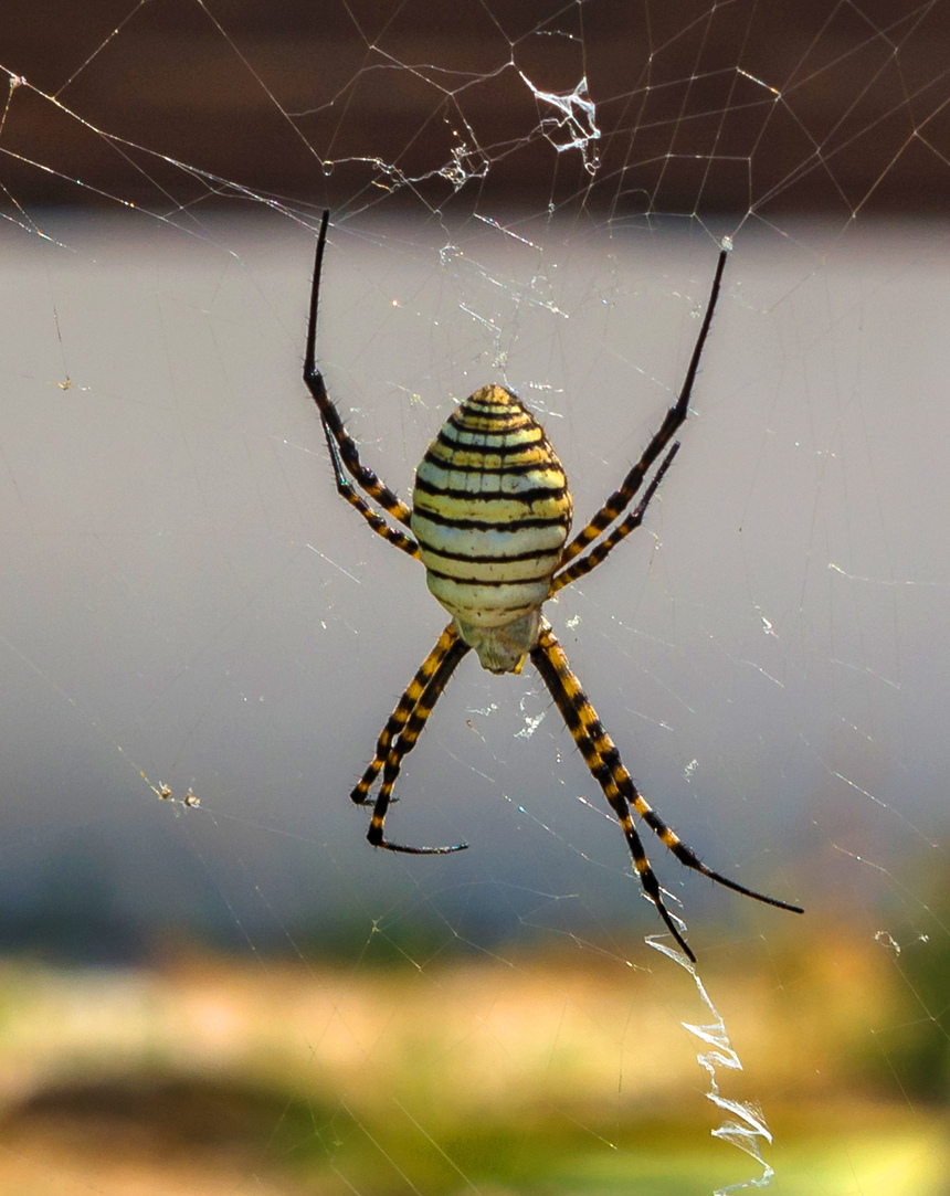 Аргиопа — кипрский ядовитый паук-оса: фото 15