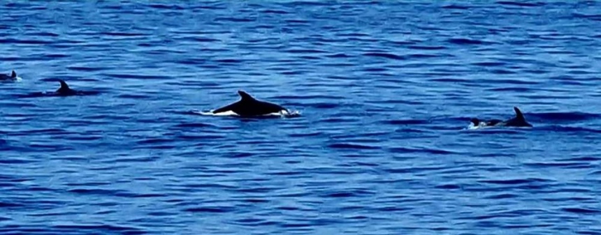 К берегам Кипра приплыла стая дельфинов!: фото 4