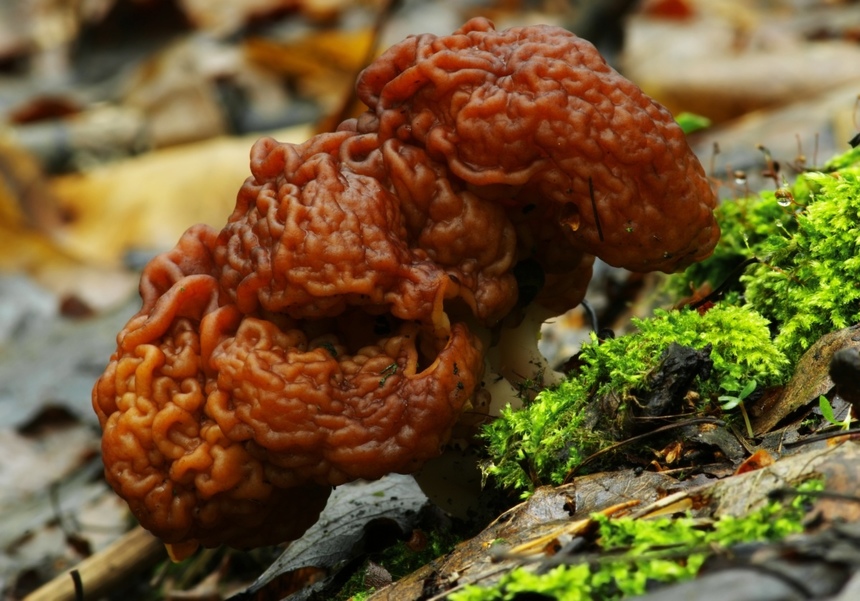 Ядовитые и галлюциногенные грибы Кипра: фото 9