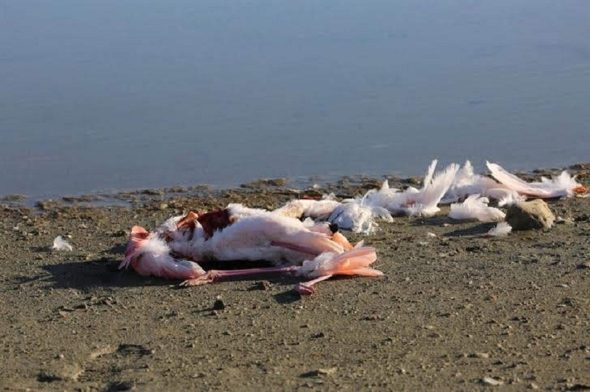 На Кипре массово гибнут розовые фламинго. Слабонервным не смотреть: фото 7