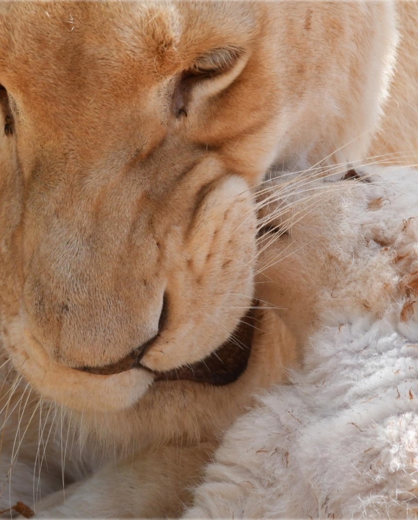 Зоопарк Пафоса объявил результаты конкурса на лучшие имена для львят: фото 10
