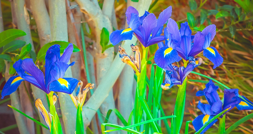 Яркие весенние бабочки: на Пасхальной неделе на Кипре распустился ирис Ксифиум!: фото 9