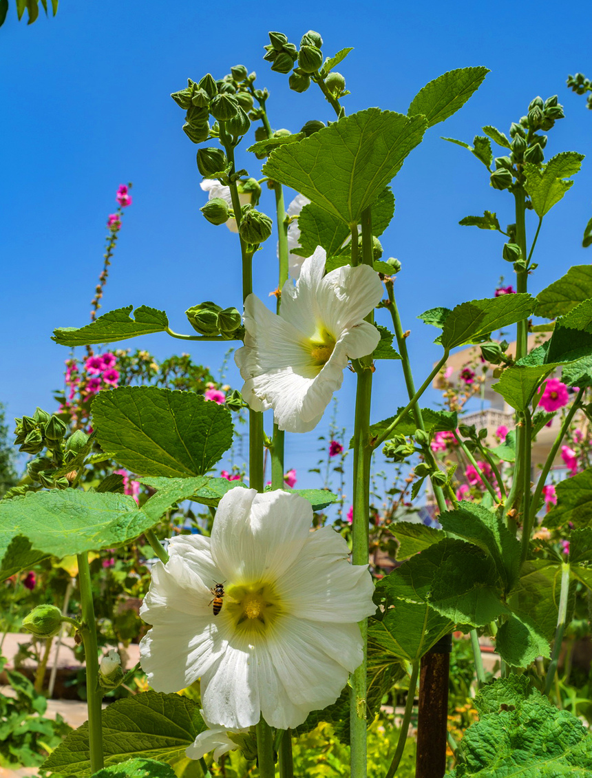 Штокроза — королева кипрских цветников!: фото 19