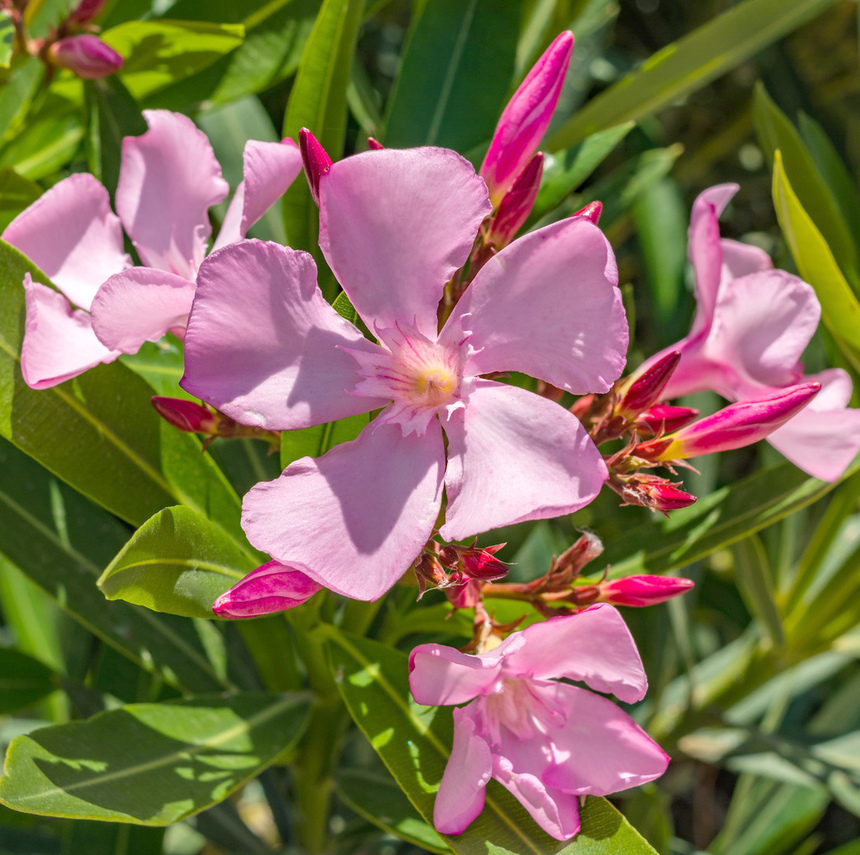 Олеандр — кипрский цветок-загадка: фото 10