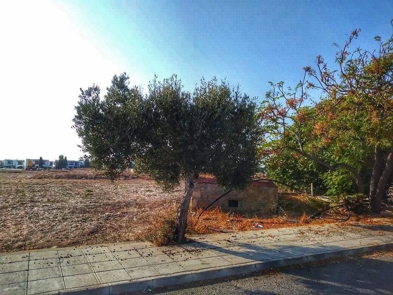 Легенды Кипра. Оливковое дерево.: фото 8