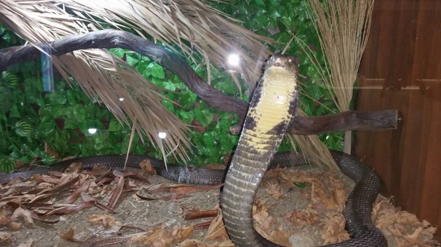 Джунгли Рептилий в Лимассоле: фото 6