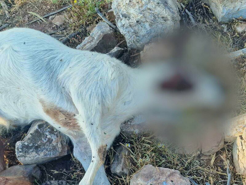 Охотничьи псы убивают беззащитных козочек и овец: фото 3