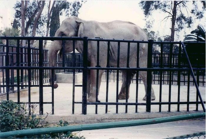 Кипрский слон-убийца, или Почему в зоопарке Лимассола нет слонов? : фото 3