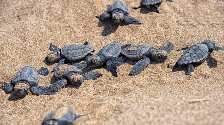 Попытка помешать программе по защите морских черепах на Кипре! : фото 7
