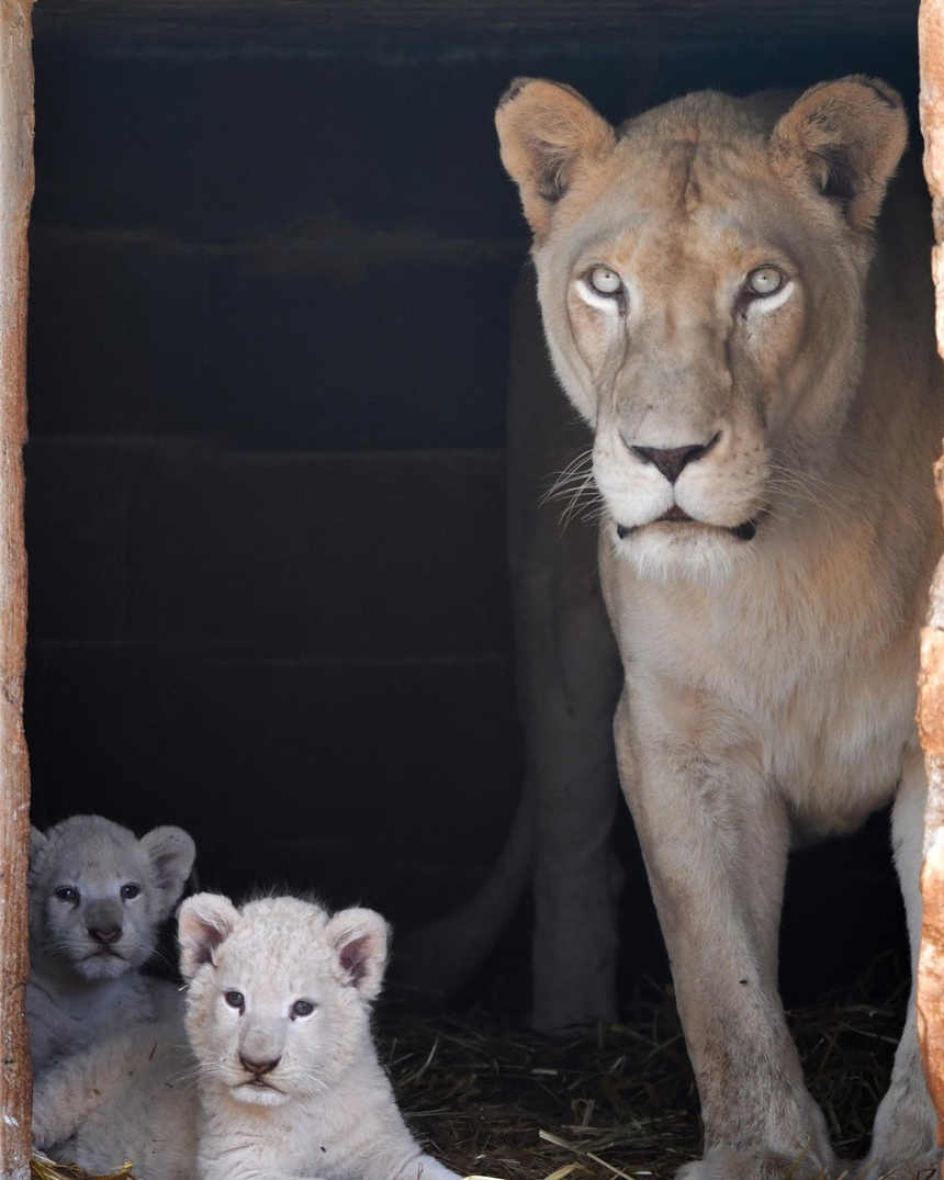 Зоопарк Пафоса объявил результаты конкурса на лучшие имена для львят: фото 5