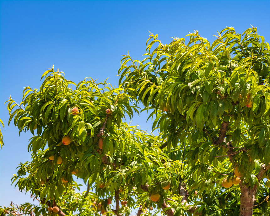 Не пропустите! На Кипре начался сезон сбора персиков: фото 13