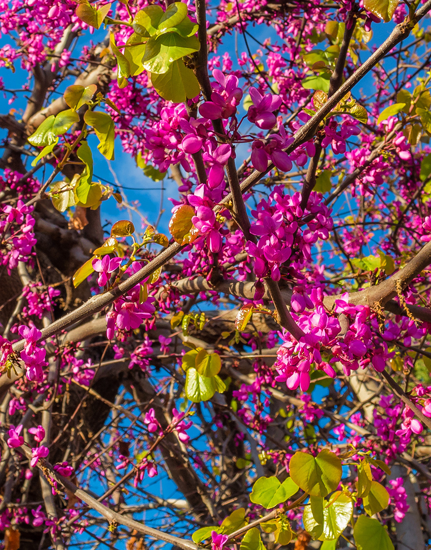 На Кипре покрылось цветами волшебное Иудино дерево!: фото 7