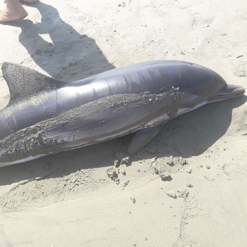 ​Море выбросило на берег в Лимассоле мертвого дельфиненка: фото 4