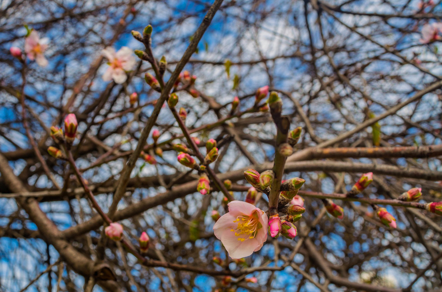 Цветение миндаля на Кипре — признак наступающей весны! : фото 14