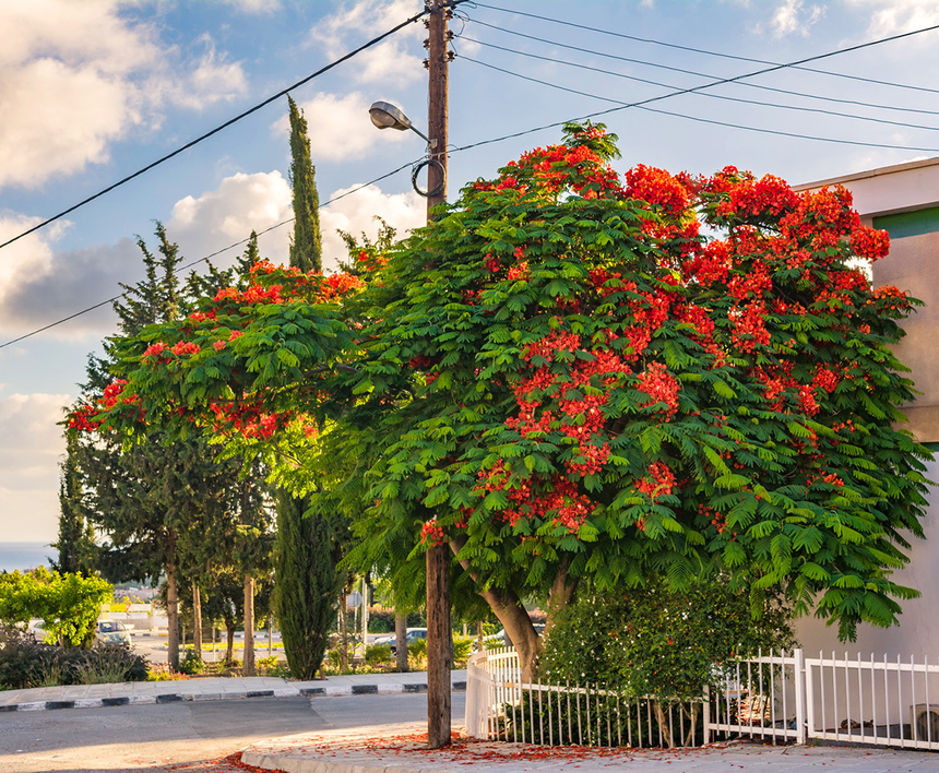 Делоникс королевский — прекасное цветущее дерево на Кипре: фото 6