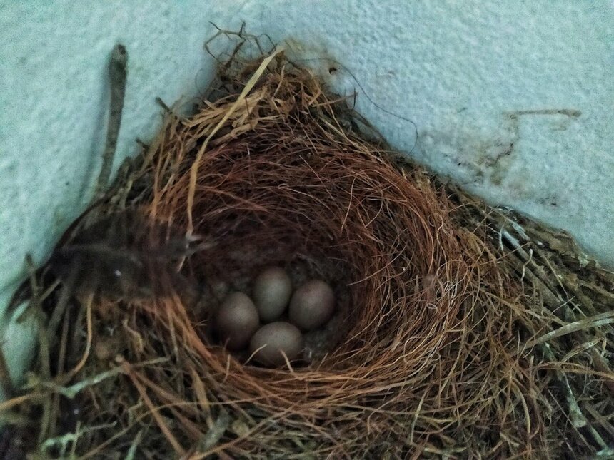 Яйца птицы в гнезде