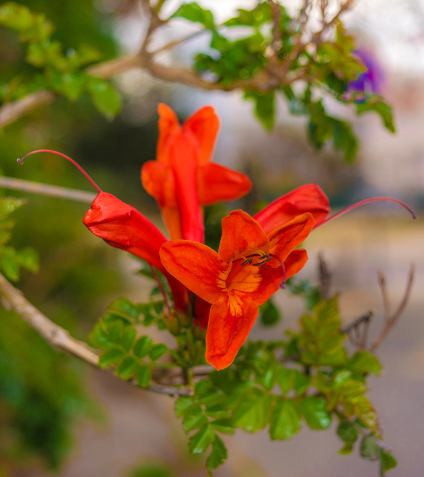 Цветущий Кипр весной: Текомария капская: фото 7