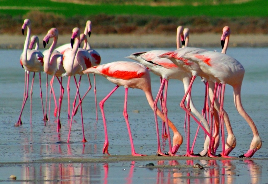 Птицы цвета заката: розовые фламинго на Кипре: фото 5