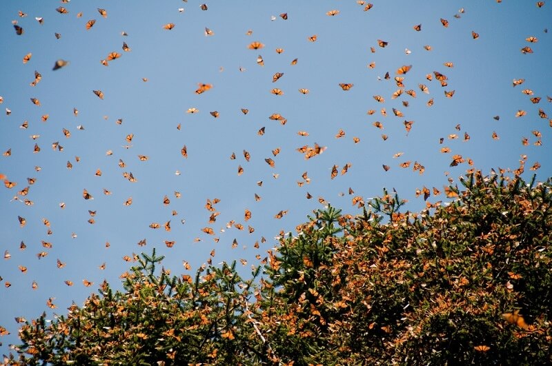 ​На Кипр прилетела очередная партия потрясающих бабочек: фото 5