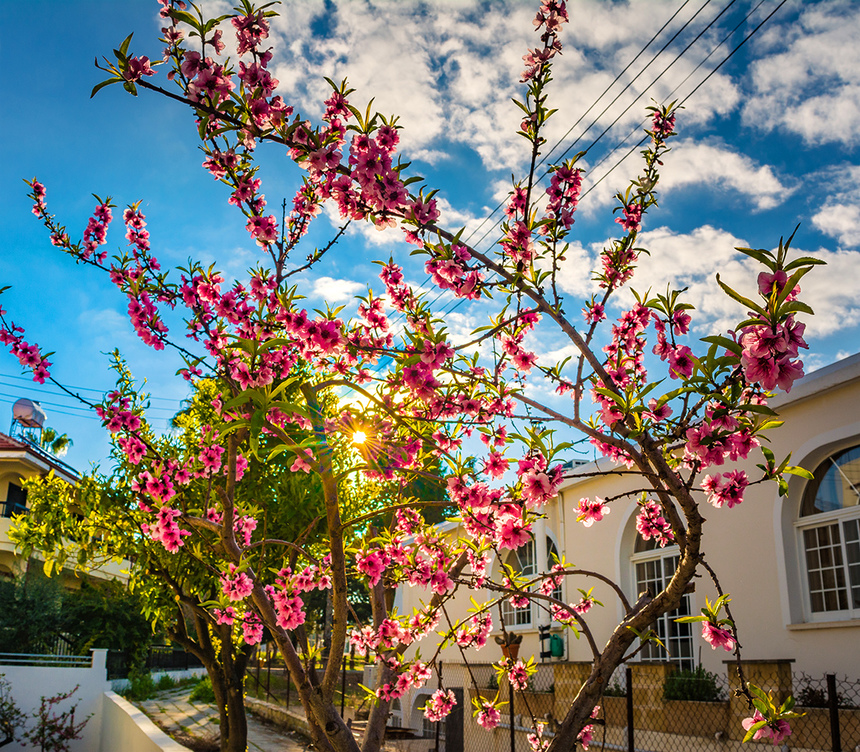 Сказочное цветение персиковых деревьев на Кипре!: фото 3