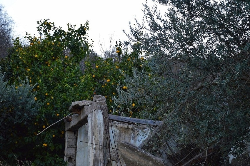 Путешествие по традиционным деревушкам Кипра. Эпископи. Часть 1: фото 57