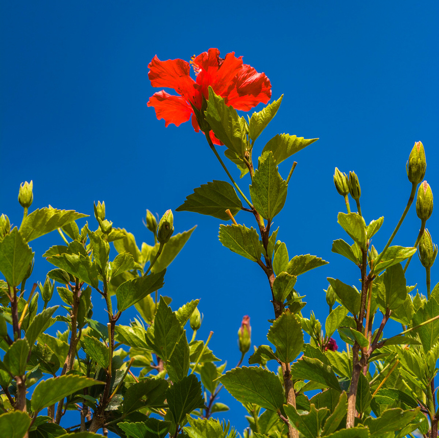 Красочные цветущие кипрские гибискусы : фото 12