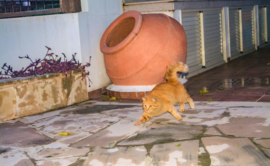 Пушистое чудо: кипрские кошки, которые не оставят равнодушным абсолютно никого!: фото 38